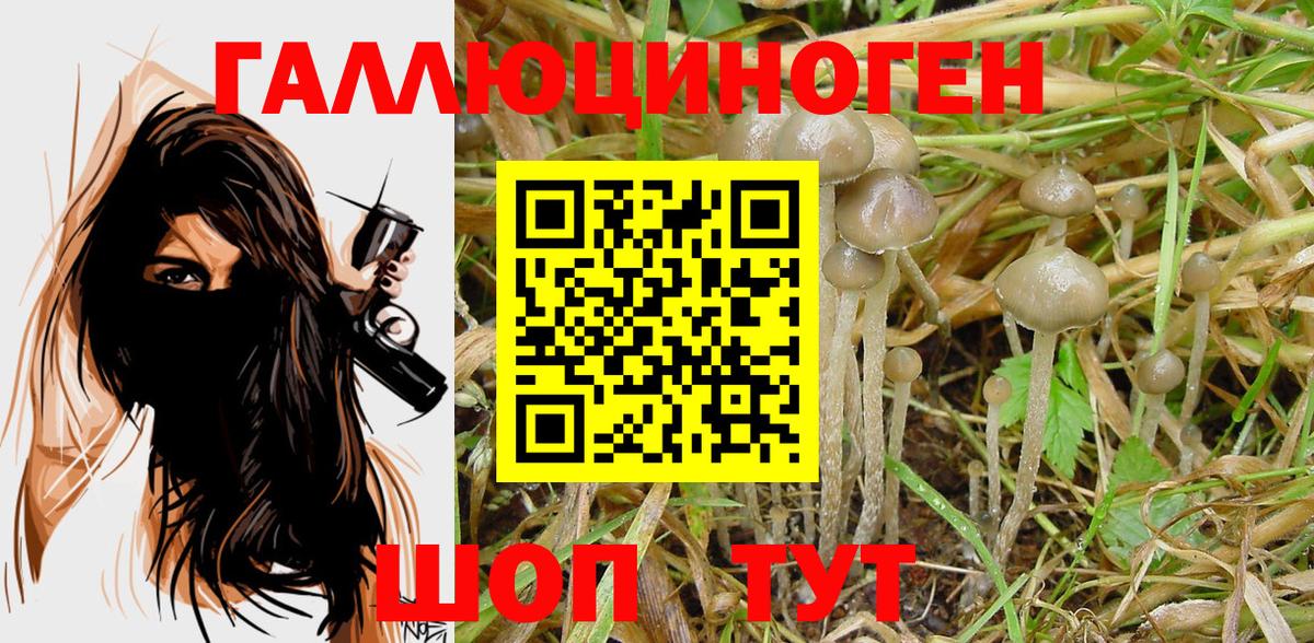 Псилоцибиновые грибы MAGIC MUSHROOMS  Алатырь 