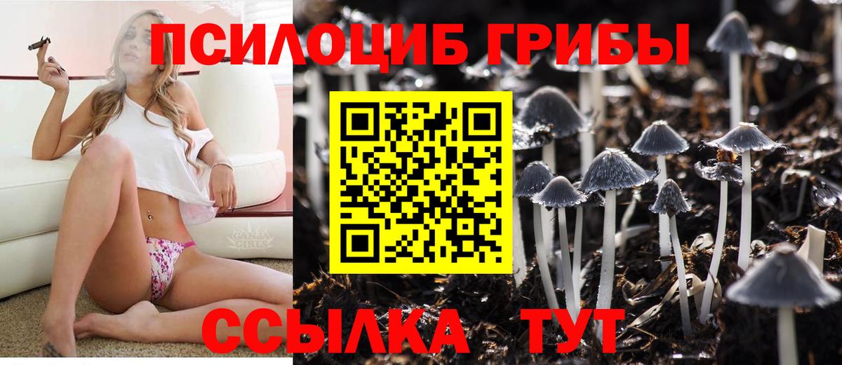купить закладку  Вход с VPN  Алатырь  Псилоцибиновые грибы GOLDEN TEACHER 